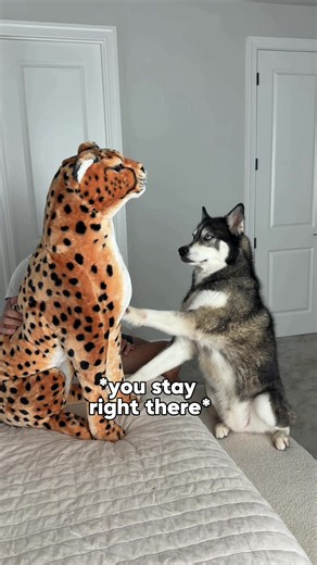 “Return to sender” - all of them except Mav 😂 #dogsoftiktok #dogsoftiktokviral #husky #goldenretriever #funny