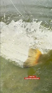 4 Huge Bass Eat Frogs! #bassfishing #fishing #bigfish