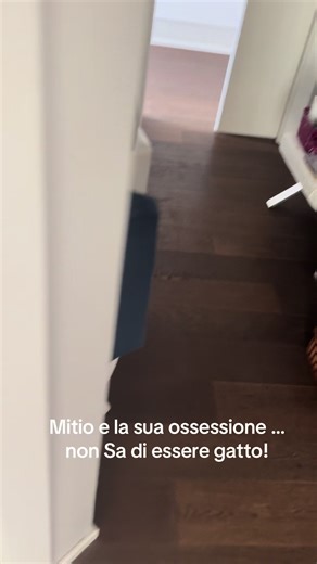 La mattina di Mitio: l'ossessione felina di un gatto