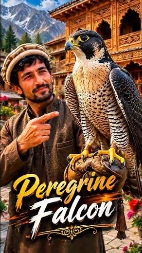 Mystery of Peregrine falcon..|🦅 #rarebirds #falcon