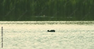 Swan on the lake largest flying birds, including the mute swan, trumpeter swan, and whooper swan. Swans usually mate for life. Biodiversity awareness protection, biodiversity of swans ecosystem