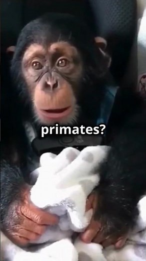 Chimp vs Monkey: Have You Been Getting It Wrong This Whole Time?