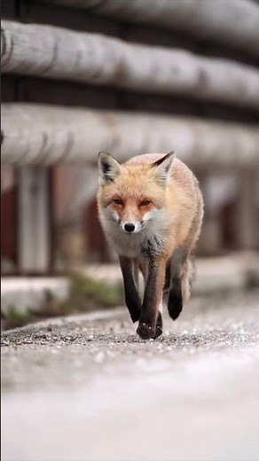 Red Fox #animalplanet2k #wildlife #animals #animalplanet2k #naturelovers #zoo #redfox