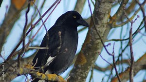 Pied Currawong Perched Sat On Bare Tree Branch Australia, Victoria, Gippsland, Maffra Close Up