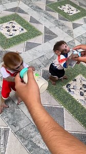 19K views · 205 reactions | Watch cute monkeys enjoying milk Partner: baby.monkey824 | Crafty School | Facebook