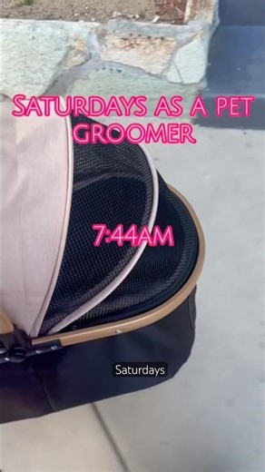 SATURDAYS as a full time pet groomer