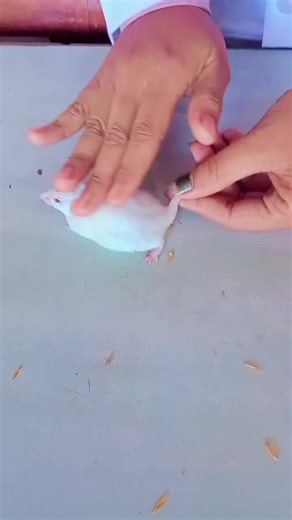 Handling of mice #learningphase♥️ #fyp #pharmacologylaboratoryactivities