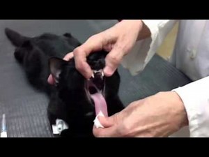 Intubation chat contention