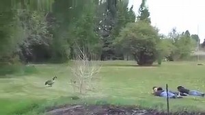 83K views · 617 shares | How to catch Canadian Geese | Just Hunters | Facebook