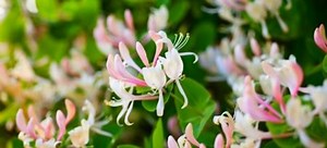 Honeysuckle Vine Pruning Tips | DoItYourself.com