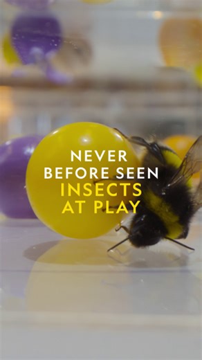 Turns out that bees don't just work hard, they play hard too! An extraordinary study reveals to @drsammytweets and Dr. Alice Bridges just how intelligent bumblebees are. 🐝#SecretsOfTheBees is now streaming on @DisneyPlus and @hulu