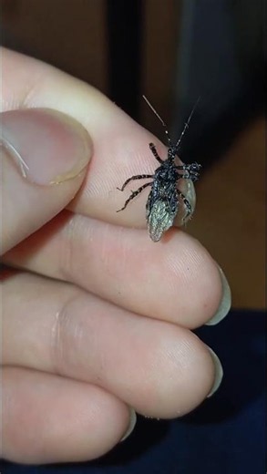 껍적침노린재 (Velinus nodipes) #assassinbug #침노린재