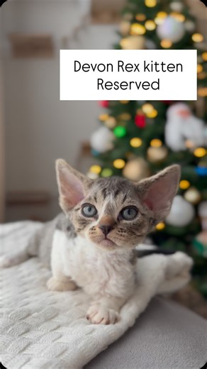 Meet our handsome little man - #VoodooCurlyPride, Reserved! 🖤 At 7.5 weeks old, this black bicolor tabby Devon Rex male is already a little bundle of curious curls and endless purrs! He’s developing that signature pixie-like mischief we adore and is growing beautifully. He’s found his forever family and will be embarking on his new adventure alongside his sweet sister U-Kiss Curly Pride! We are so excited for them to start their lives together and bring double the love and curly chaos to their 