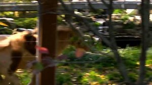 2.6K views · 44 reactions | Please note, Philadelphia Zoo is on the route of the Philadelphia Half Marathon and Philadelphia Marathon this weekend, November 18 & 19. Please be aware of runners and fans and remember to drive safely! Visit https://philadelphiamarathon.com/ for more information. | Philadelphia Zoo | Facebook