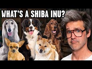 How Well Do We Know Dogs?