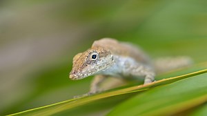 Episode 2 Preview | Evolution Earth