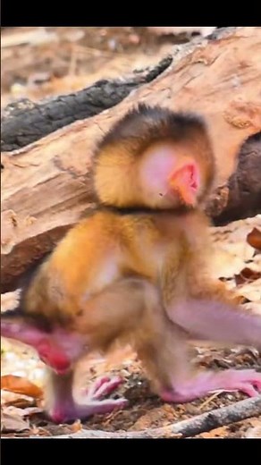 Monkey species: The careless baby monkey fell and got injured, then became dizzy.
