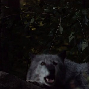 Nobody does night better than wolves. | Wolf Conservation Center