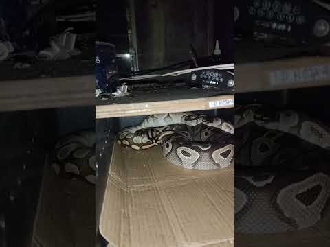 Ball python breeding part 1