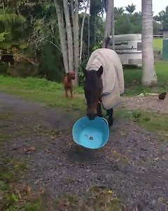 41K views · 487 reactions | When you are a Clicker Trained wonder horse and its dinner time you fetch your own bowl so the humans hurry up and feed you.  | Click With Horses | Facebook