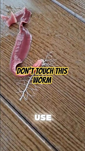 This Worm Shoots a Hidden Weapon 😨 #facts #didyouknow #scaryfacts