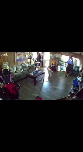 Lab protects his home 💪 #foryou #bloodxhound #doberman #labrador #fyp #badass #dog #respect #blowthisup #dontflop #aggressive #protection #dogprotection