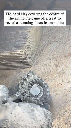 Charmouth Fossils on Instagram: "Update on the pyrite ammonite from earlier post today Kayleigh has used the air abrasive machine with iron powder to carefully remove the hard clay to reveal the ammonite"