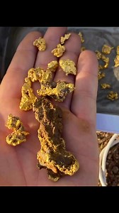 Some Palmer river gold nuggets after a good clean in the ultrasonic cleaner #nuggets #gold #goldnuggets #ultrasonic #palmerriver #minelabanz #nuggetfinder #prospecting #aussiegoldhunter | Andy Leahy