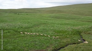 Flock of sheep running across Welsh hill and jumping over stream, aerial