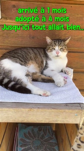 À adopter : Pily adoptions@chatsduparisis.fr