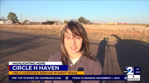 Circle H Haven: The West Texas family-run rescue saving animals from slaughter
