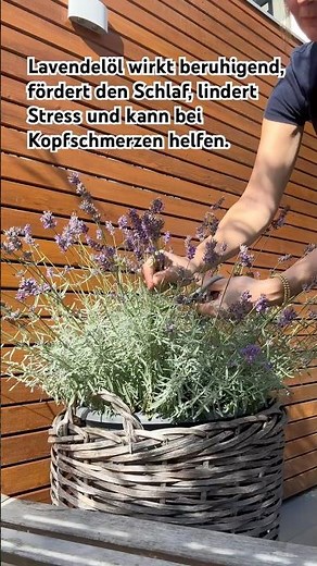 Lavendelöl DIY 🌿💜