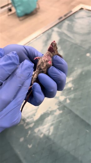 Externship 02 Penn Foster Skill 45: Administering an Intraperitoneal Injection on a Mouse