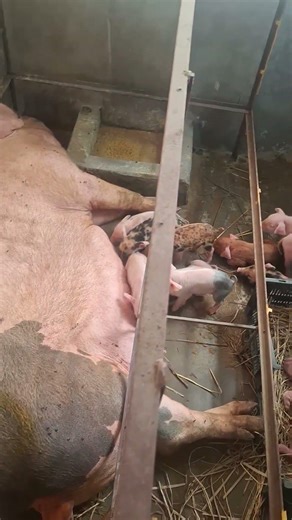 13 baby piglet #pig #piglet