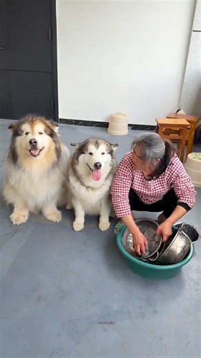 The bond between dogs and duck #shortsvideo