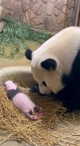5.4M views · 244K reactions | This footage captures a tender moment as a mother panda rests beside her newborn. Suddenly, the tiny cub lets out a sneeze, startling a nearby panda and breaking the quiet scene. What follows is a gentle reminder of how even the smallest moments can bring warmth and joy. #animals #kindness | Dailydoseofpaws | Facebook