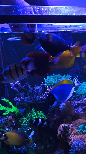 Fish enjoying some Reef Zlements Spirulina flakes 😁 Powered by @reef_zlements @theaquariumsolution Hybrid 2 part dosing system Carboplus Aminoplus Vitaplus ICP testing Full range of trace and macro elements @theaquariumsolution H2ocean dosing formula salt Rowaphos Kh manager Deltec 2561 Skimmer Deltec FR509 Fluidised Reactor H2Ocean Pro 4 dosing pump Deltec 48w UV Jecod DCP-20000 return pump @aquaillumination AI Orbit 4 x 2 AI Orbit 2 (frag tank) @Ecotechmarine: MP60s x 2 MP40 x 2 Radion XR30 P