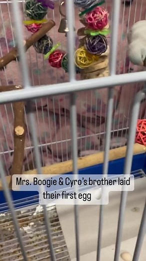 Hand Raising a Neglected Baby Parrotlet