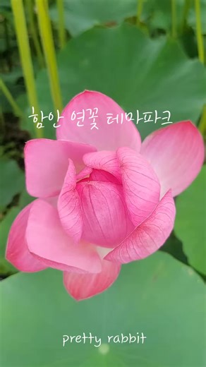 함안 연꽃 테마파크 경남 함안군 가야읍 왕궁1길 38-20 #여행 #함안가볼만한곳 #연꽃테마파크
