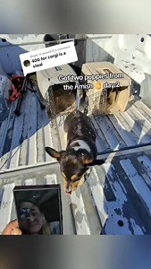 12K views · 1.7K reactions | Bought Corgi puppies from the Amish… and it was NOT what I expected ❤️ DAY-2 Cutest farm trip ever!  #CorgiPuppy #AmishCountry #FarmLife #DogLovers #fbreels #farmlife #fbreelsfypシ゚viralvideo #fypppppppppppppppppppppppppppppppppppppppppppppppppppppppppppppppppppppp | Kelvin Antonio Vinces | Facebook