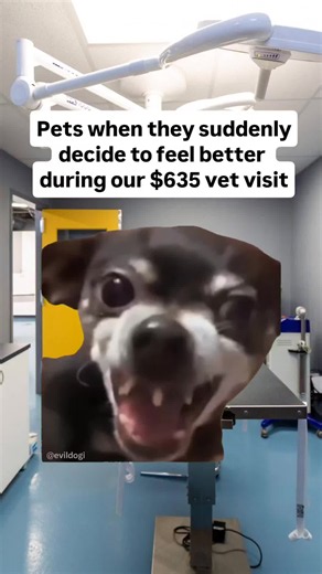 😂 Daily Evil & Hilarious Memes 🐶 EVIL DOG — Official Meme Page 😈 Dark Humor | Sarcasm 🛍️ EVIL DOG Clothing & Merch ⬇️ Official Merch Store ➡️ evildog-shop.fourthwall.com 🧸 EVIL DOG Plush Pillow ⬇️ Buy the Official Plush ➡️ evildogofficial.com