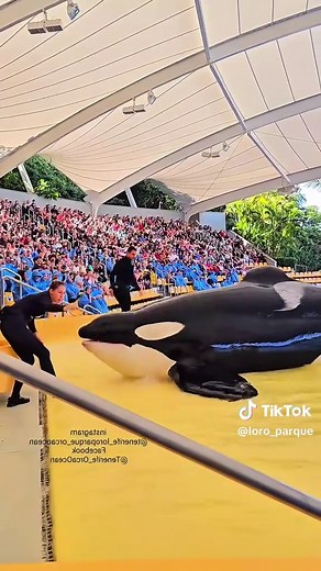 Beautiful Dolphins in Their Natural Habitat