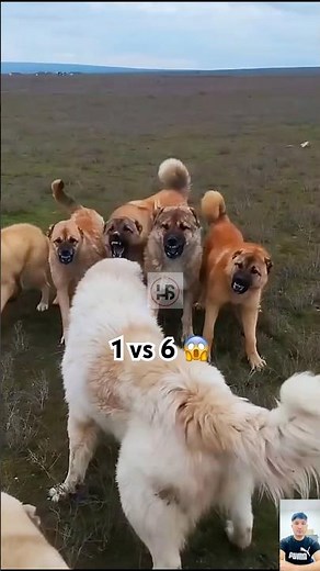 1 vs 6 dogs fight 🔥 Ultimate Guardian Dog Fight #alabaivskangal