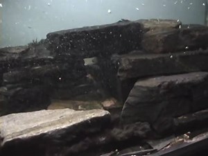 720l Congo rapids tank with Raiamas christyi, Synodontis brichardi, Synodontis pardalis, Synodontis notata, Chiloglanis cf. batesii, Euchilichthys guentheri and Steatocranus tinanti. © jippoaqua | For The Love of Fish