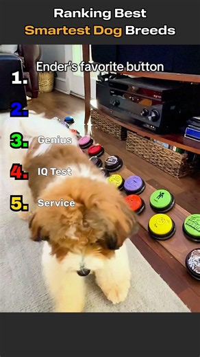 Ranking Smartest Dog Breeds 🐶