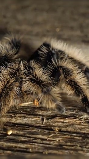 950 reactions · 54 shares | Afraid of spiders? You may want to look away! 﫣 ️ Tarantulas ... friends or foes? If you’re an arachnophobe, you’d probably say foe, but tarantulas are actually great friends to our planet’s ecosystem. Check out this video from Protecting the Wild Co-Host Peter Gros to learn why. Plus, learn more about tarantulas and bats here  https://mutualofomaha.co/3C54m4D | Mutual of Omaha's Wild Kingdom | Facebook