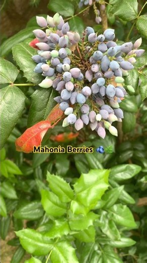 Nature's Hidden Gem: Mahonia Berries 🫐🌿