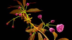 Pink flower opening - Free Stock Video