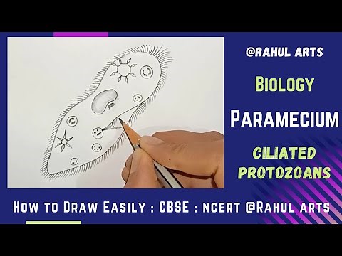 How To Draw Paramecium step by step | Paramecium Diagram