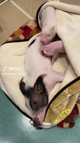 do you love pet mini pigs? 😍💖🐷 #micropig #micropigs #minipig #minipigs #piglet #piglets #pig